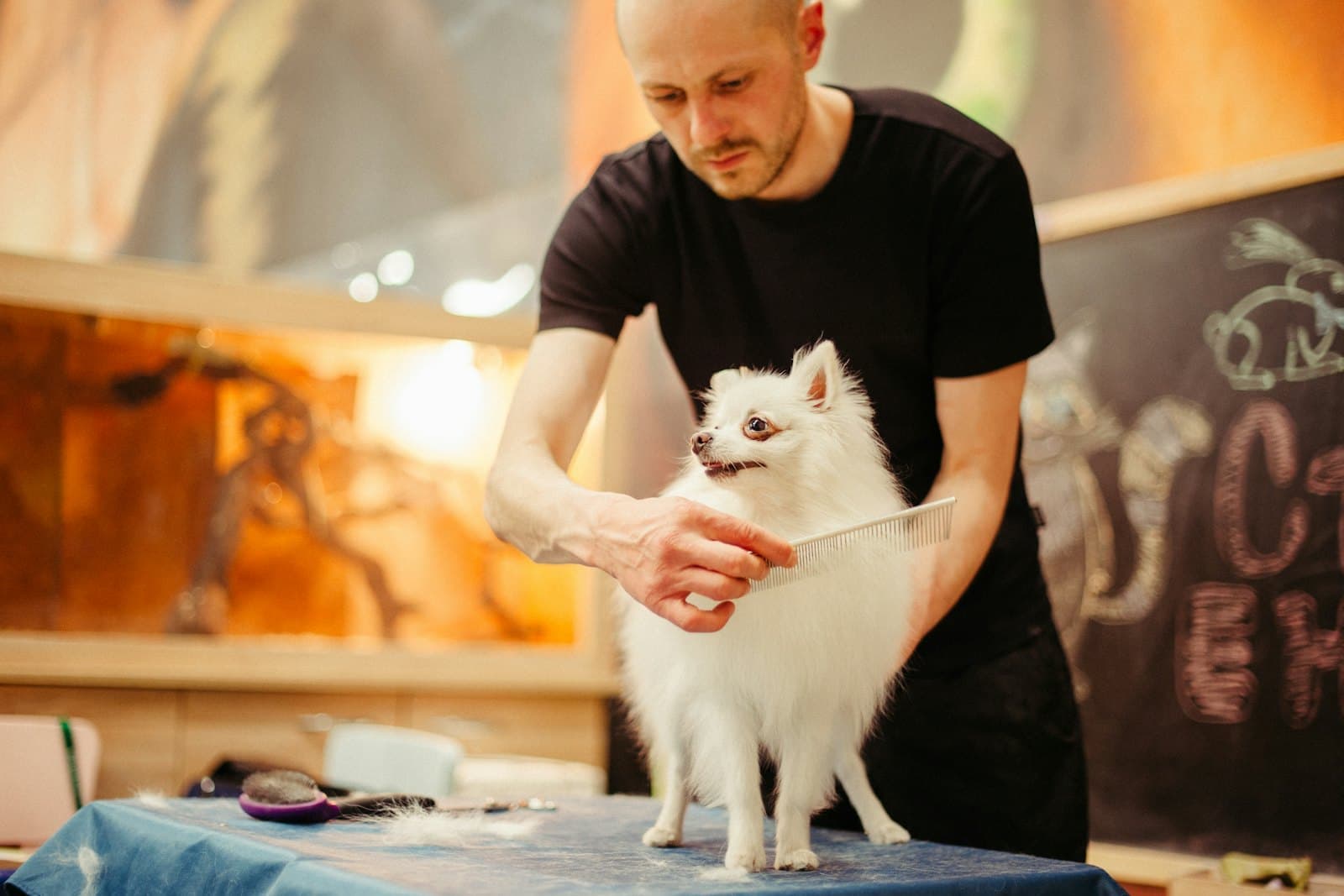 A groomer combs a small white dog on the grooming table.